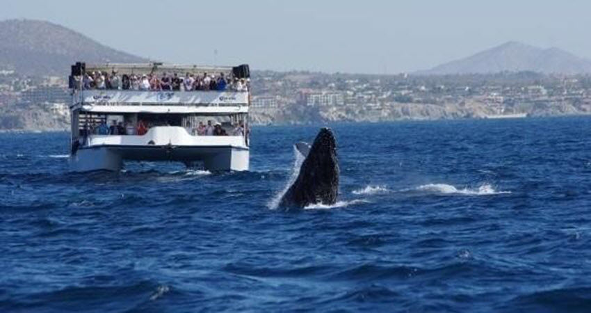 Everything You Need to Know About Whale Watching in Los Cabos