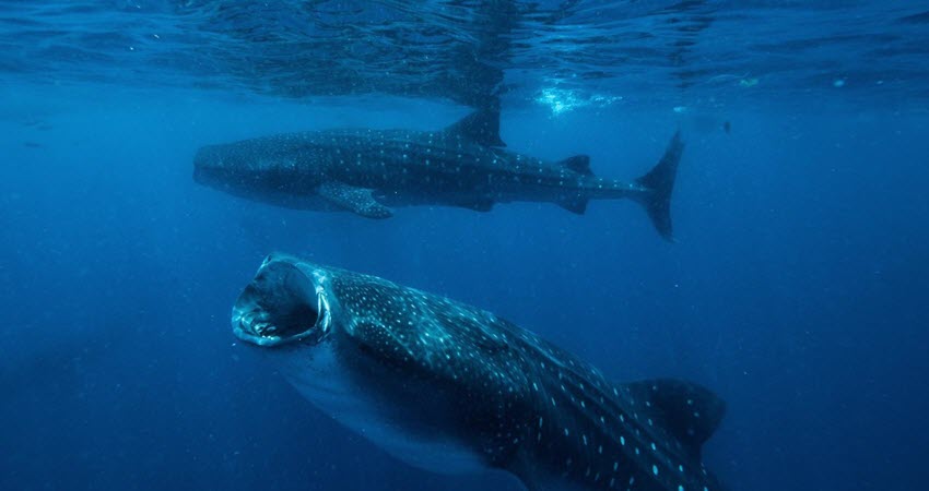 The Best Month in Cancun to Swim with Whale Sharks