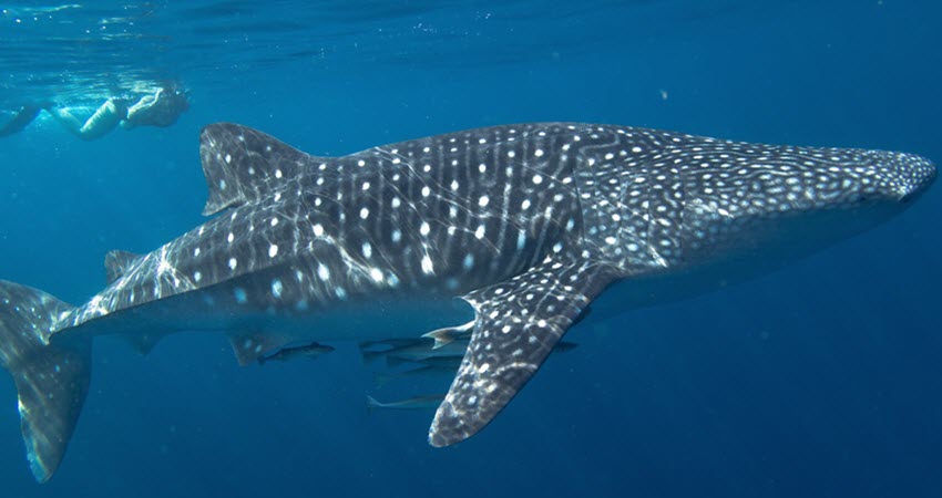Swimming with Whale Sharks in Cancun